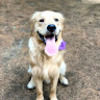 starkgold2012